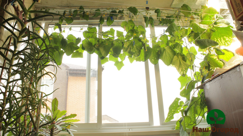 cucumbers on the balcony