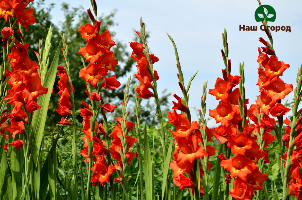 gladiola