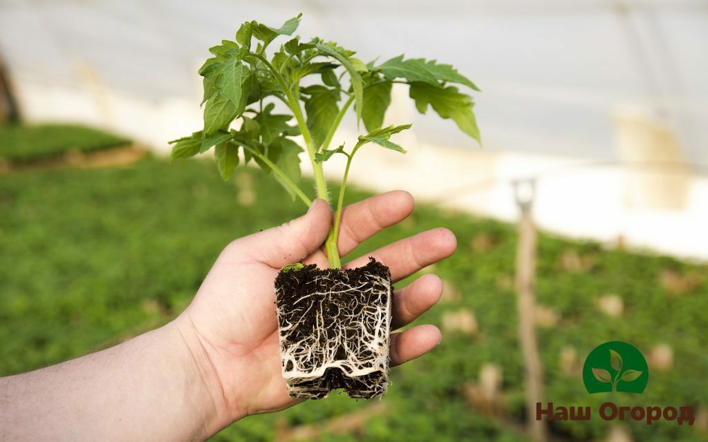 tomato seedlings