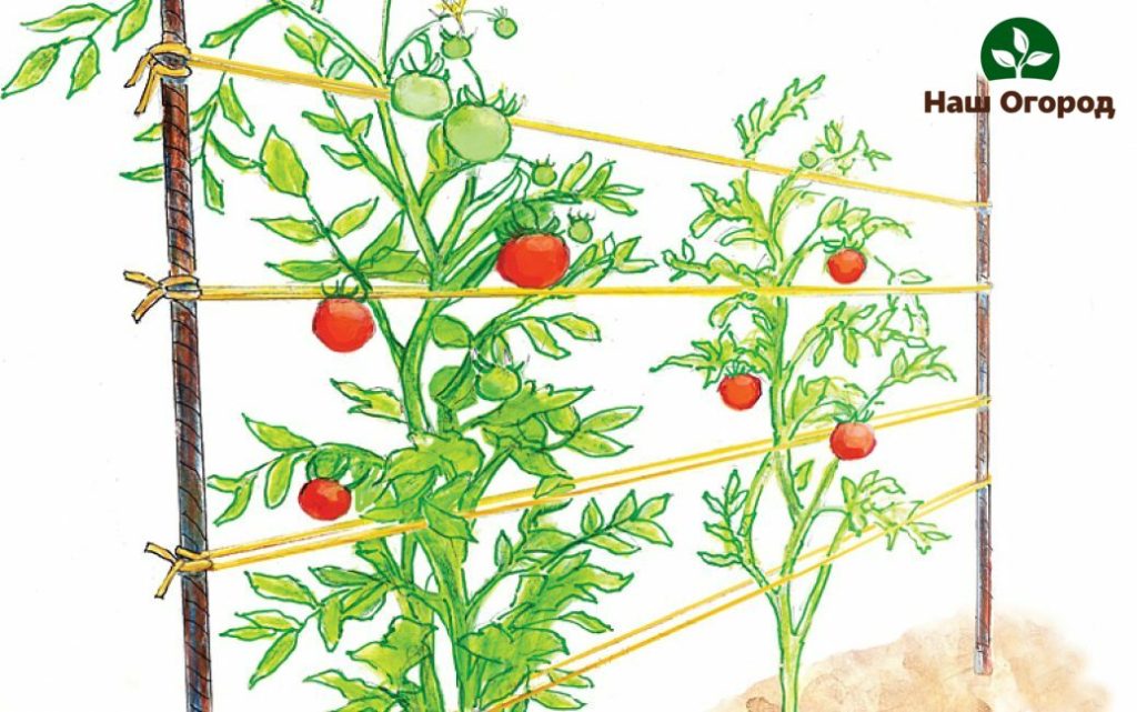 garter tomatoes