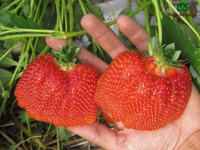 types of strawberries