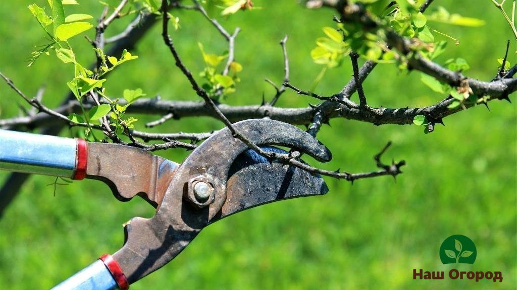 pruning fruit trees