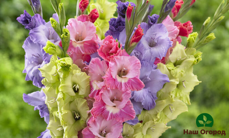 growing gladioli