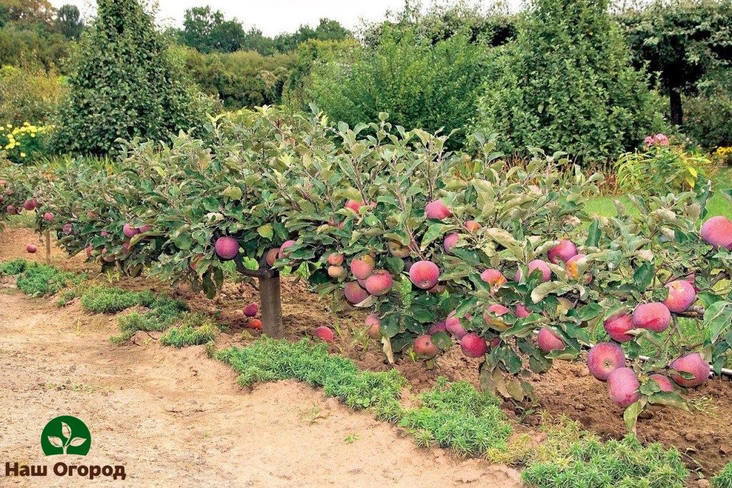 einen Apfelbaum pflanzen