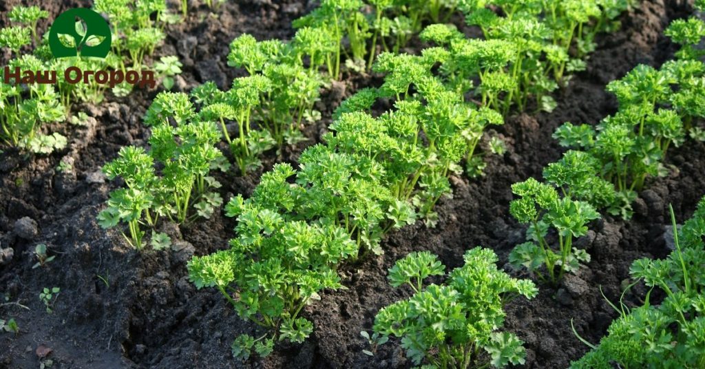 Growing parsley