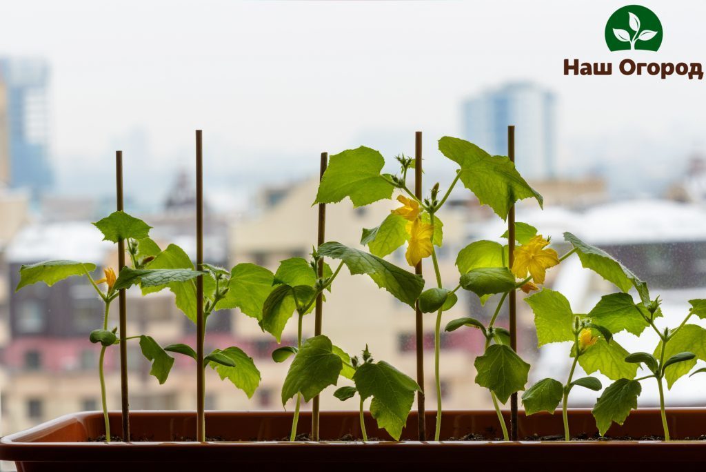 cucumbers on the balcony