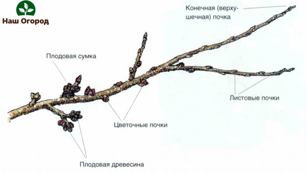 description of fruit trees