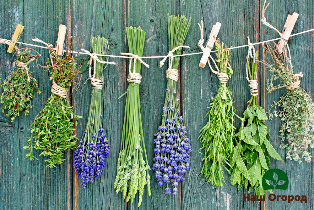 Erste-Hilfe-Set im Garten