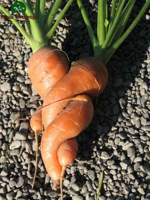 growing carrots