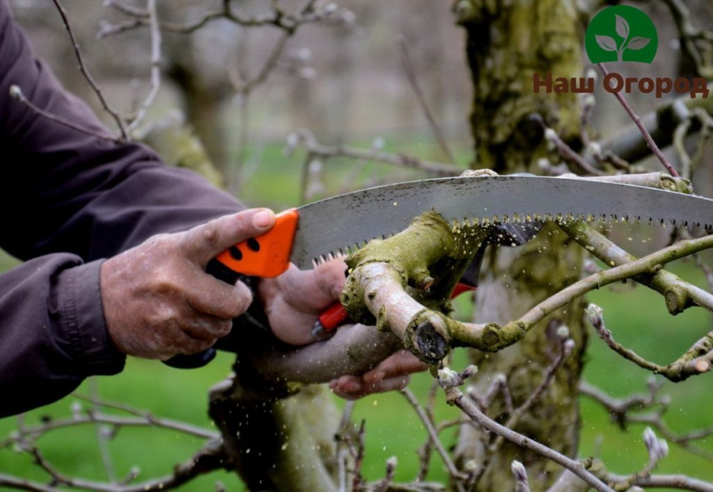 apple tree care in autumn