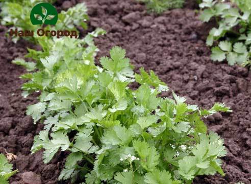 Ang isang mayamang pag-aani ng cilantro sa mga kama ay posible na may regular at masaganang pagtutubig