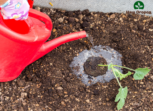 Beim Gießen eines Wassermelonensprossens muss darauf geachtet werden, dass kein Wasser auf die Pflanze selbst fällt