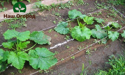 Scheme of a possible planting of zucchini in the open field