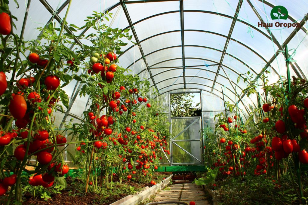 lumalaking isang kamatis sa isang greenhouse