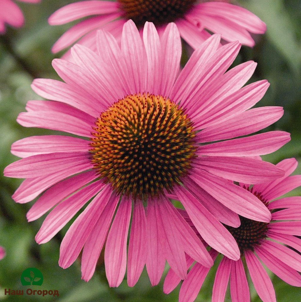 Ang Echinacea ay isang pangmatagalan ng pamilya Aster (Asteraceae), na dumating sa amin mula sa silangang bahagi ng Hilagang Amerika at matagal nang naging paborito ng mga domestic hardinero dahil sa hindi mapagpanggap at iba't ibang mga kulay. Bilang karagdagan sa walang pag-aalinlangan nitong mga dekorasyong dekorasyon, ang kulturang ito ay mayroon ding mga katangian ng pagpapagaling: ang kilalang makulayan ng echinacea ay ginagamit upang maiwasan ang matinding mga nakakahawang sakit, labanan ang pagkalungkot at talamak na pagkapagod, at mayroong isang epekto sa imunostimulasyon sa katawan ng tao. Ang isang tila walang kabuluhan na pang-adorno na halaman ay kilala rin bilang isang mapagbigay na melliferous na pananim: 1 ektarya ng namumulaklak na echinacea ay nagbibigay tungkol sa isang sentimo ng honey.
Ang Echinacea ay isang halamang halaman na rhizome na maraming mga sanga. Ang taas nito ay mula sa 40 cm hanggang 1.5 m. Sa tuktok ng tangkay ay isang inflorescence sa anyo ng isang basket na may isang matambok na core ng pula o pula-kayumanggi na kulay at mga petals ng iba't ibang mga shade.