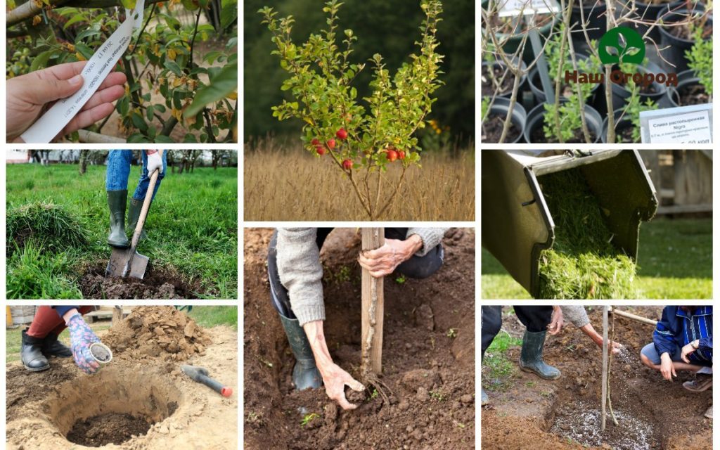 planting seedlings