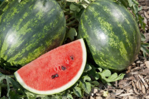 watermelon