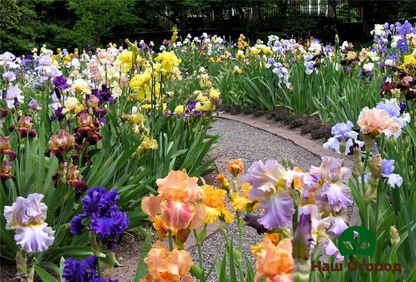 Sa wastong pangangalaga sa iris, maaari kang lumaki ng isang buong bed ng bulaklak ng mga makukulay, luntiang bulaklak.