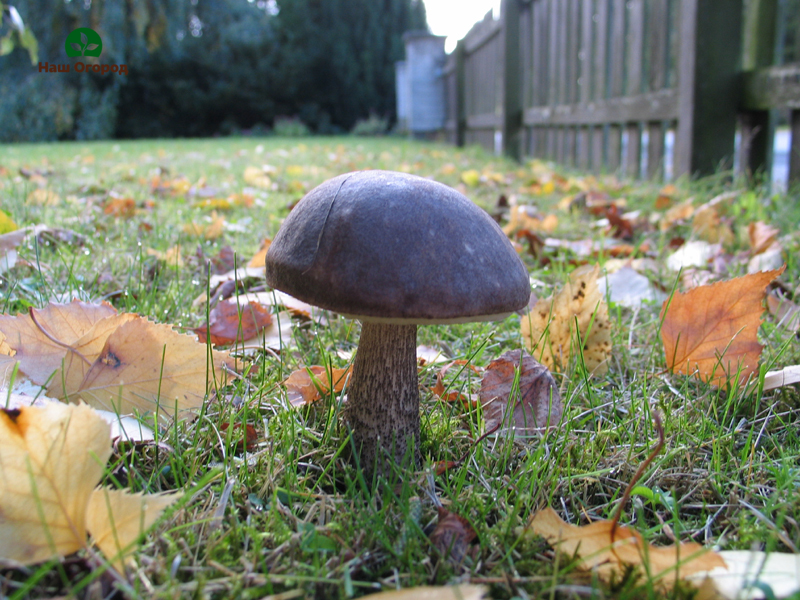 mushroom bed