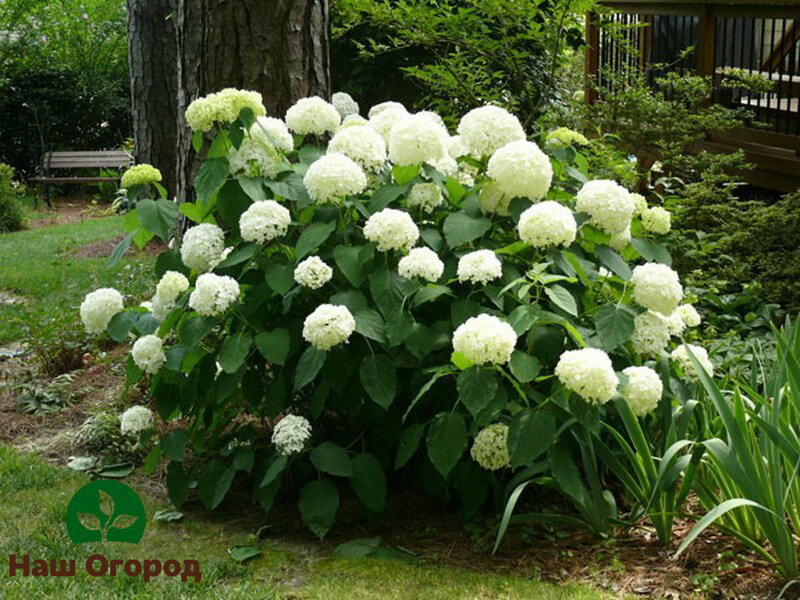 Decorative hydrangea