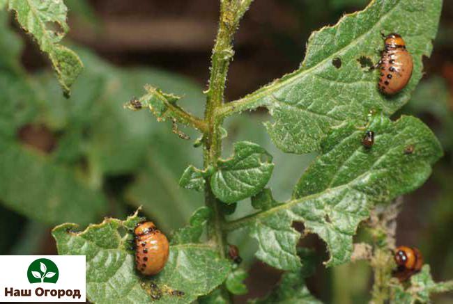 Ang mga dahon ng patatas ay isang paboritong kaselanan ng beetle ng patatas ng Colorado.