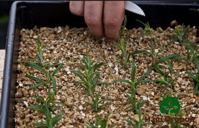 Vermiculite is a substance that favorably affects the development of petunia roots