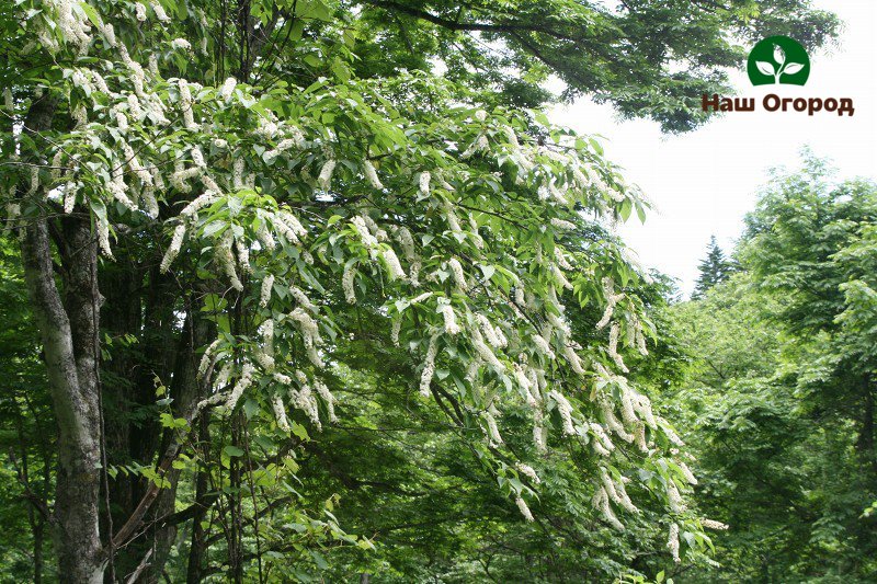 bird cherry