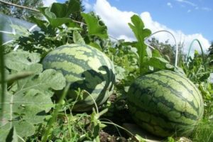 planting watermelons