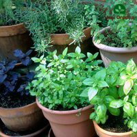 Herbes épicées sur le balcon