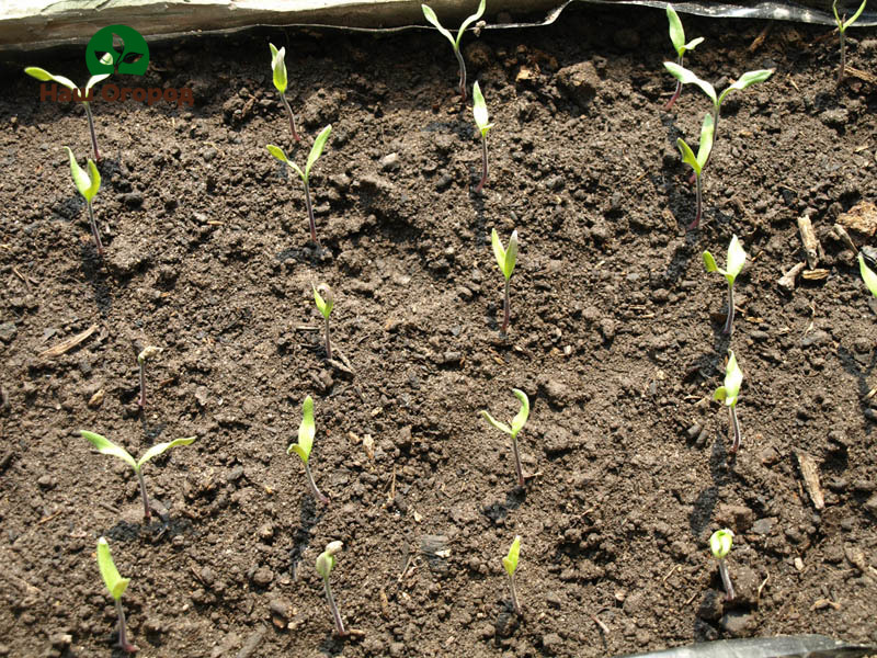 tomato seeds