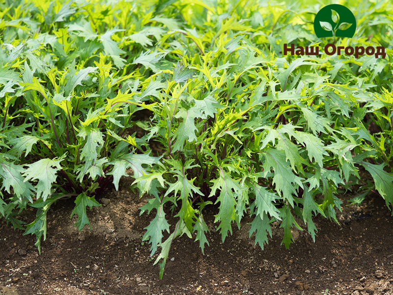 Weeding Mizuna's beds from weeds is an essential element of crop care