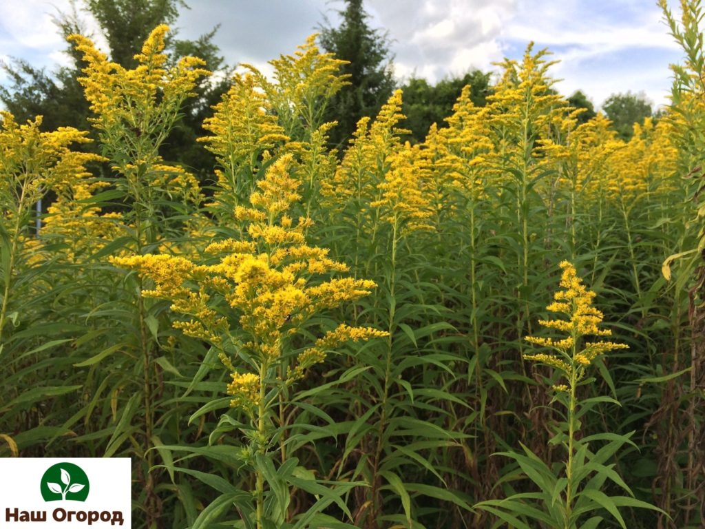 allergenic plants