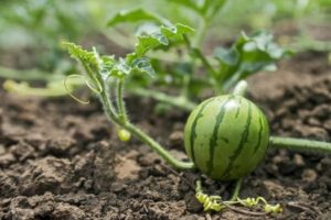 growing watermelons