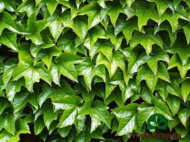 Tri-pointed grapes got their name from the corresponding leaf shape