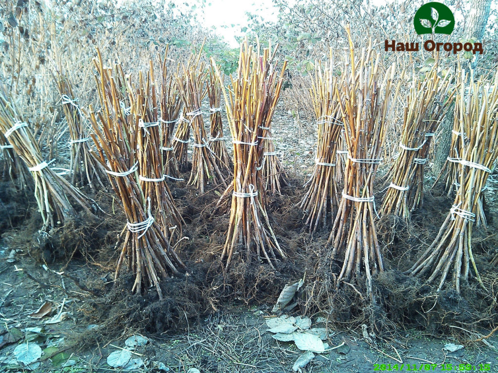 Raspberry seedlings prepared for planting