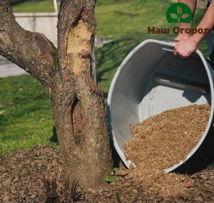 Peat as a fertilizer is very useful for the soil and crops, including fruit trees