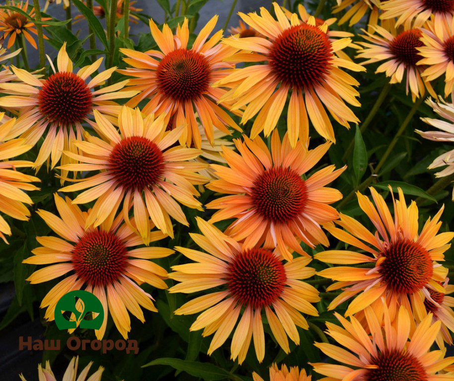 Echinacea Farbe