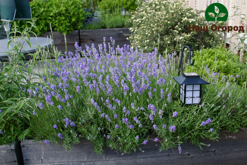 Lavanda nije bogata samo korisnim vitaminima u svom sastavu, već može biti i izvrsno ukrasno rješenje za vaš vrt.