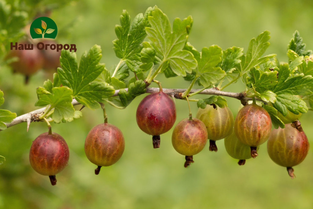 gooseberries in the country