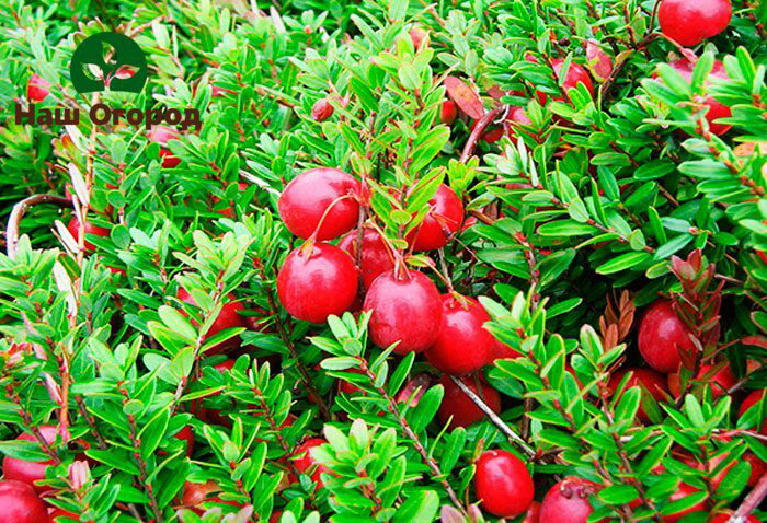 growing cranberries