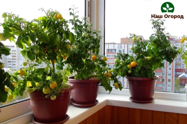 Wenn Sie Tomaten auf dem Balkon anbauen, können Sie eine reiche Gemüseernte erzielen.