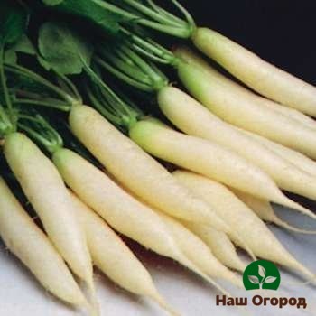 White radish variety Ice Icicle