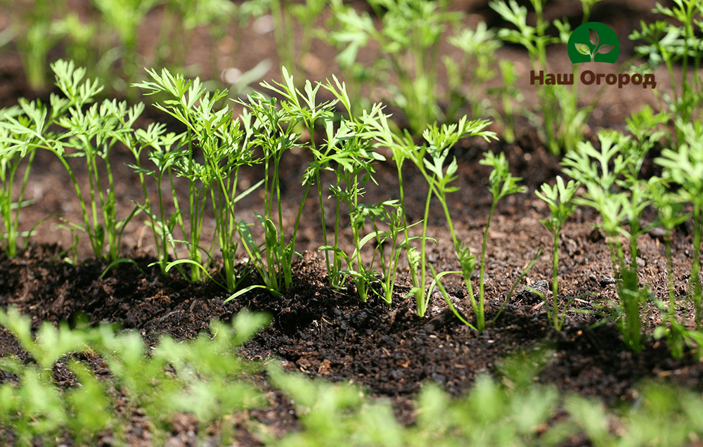 sowing seeds and storing carrots