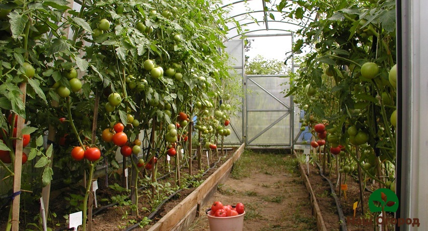 Growing tomatoes in a greenhouse