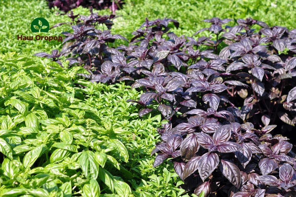 basil in the garden