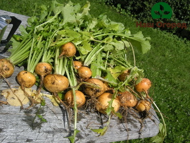 Pagkatapos ng pag-aani ng mga prutas, ang mga turnip ay dapat na tuyo sa bukas na hangin sa ilalim ng isang canopy.