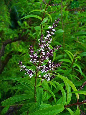 Aloysia trolistna