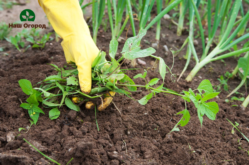 weeds on the site