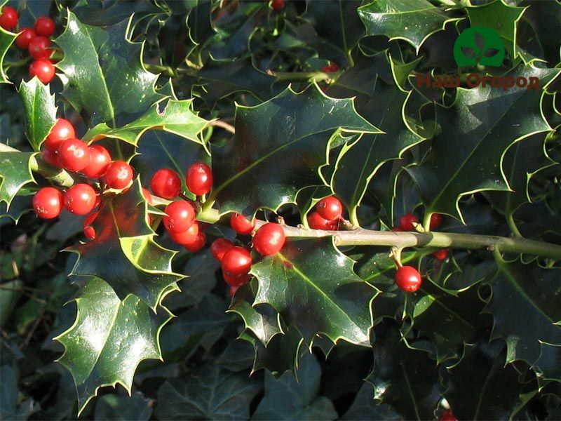 Holly berries