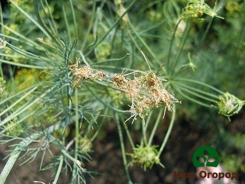 Dill von der Regenschirmmotte befallen